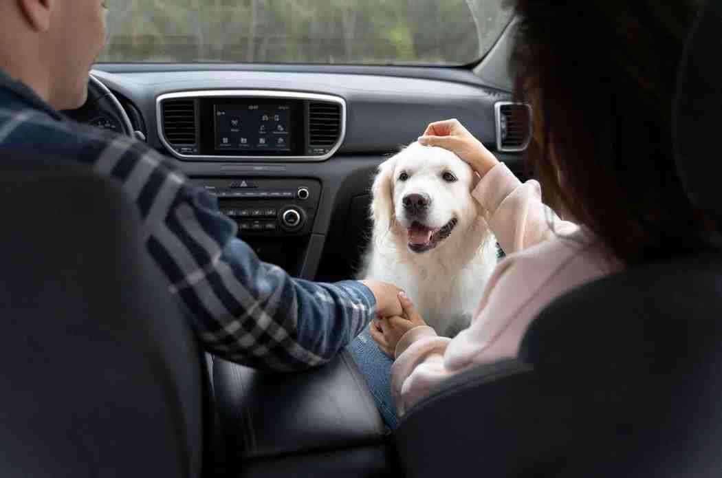 Pet friendly taxi service